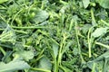 Broccoli raab, Italian Broccoli Rabe