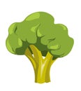 Broccoli raw vegetable, tasty food dieting meal