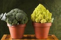 Broccoli and romanesco cauliflower in clay pot