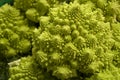 Broccoli romanesco Royalty Free Stock Photo