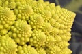 Broccoli Romanesco - Broccoli Nutrient Varieties Royalty Free Stock Photo