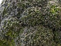 Broccoli at it's whole Royalty Free Stock Photo