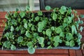 Broccoli seedings