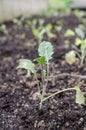 Broccoli seedling