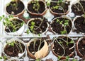 Broccoli seedling sprouts growing in eggshells, healthy diet and