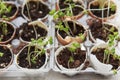 Broccoli seedling sprouts growing in eggshells, healthy diet and