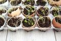 Broccoli seedling sprouts growing in eggshells, healthy diet and