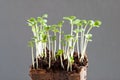 Broccoli seedlings (Brassica oleracea) - one week young sprouts Royalty Free Stock Photo