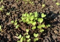 Broccoli seedlings in a farm Royalty Free Stock Photo