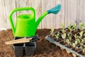Broccoli seedlings and garden tools and green watering can and plastic cassettes on wooden background.