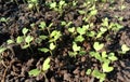 Broccoli seedlings in a nursery Royalty Free Stock Photo