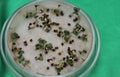 Broccoli seeds in a petrie dish