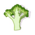 Broccoli, a side view in section, a head of a plant of the cabbage family, a small green tree. Isolated vector