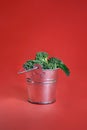 Broccoli in silver bucket on red