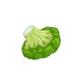 Broccoli single in cartoon style. Fresh farm vegetable. Eco and healthy product. Vector illustration Royalty Free Stock Photo