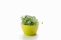 The broccoli sprout in the green bowl
