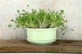 Broccoli Sprout home grown in kitchen. Royalty Free Stock Photo