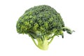 Broccoli sprout isolated over white