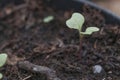 A broccoli sprout in pot seeding pot, copy space for text