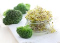 Broccoli sprouts Royalty Free Stock Photo