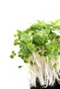 Broccoli sprouts Royalty Free Stock Photo