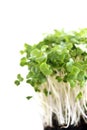 Broccoli sprouts