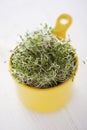 Broccoli sprouts