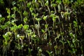 Broccoli sprouts Royalty Free Stock Photo