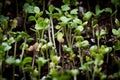 Broccoli sprouts Royalty Free Stock Photo