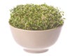 Broccoli Sprouts in Bowl Isolated Royalty Free Stock Photo