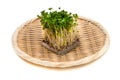 Broccoli Sprouts-Brassica oleracea Royalty Free Stock Photo