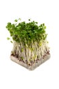 Broccoli Sprouts-Brassica oleracea Royalty Free Stock Photo