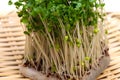 Broccoli Sprouts-Brassica oleracea Royalty Free Stock Photo