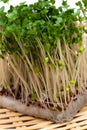 Broccoli Sprouts-Brassica oleracea Royalty Free Stock Photo