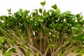 Broccoli Sprouts-Brassica oleracea