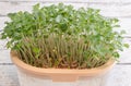 Broccoli Sprouts Hydroponic Gardening Close Up View