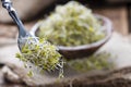Broccoli Sprouts Royalty Free Stock Photo