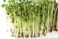 Broccoli sprouts Royalty Free Stock Photo