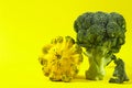 Squash yellow, broccoli, on a yellow background, copy space, organic, vegetable, food, green, isolated, healthy, fresh, diet, raw, Royalty Free Stock Photo