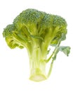 Broccoli Stalk Royalty Free Stock Photo