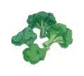 Broccoli with stalks and tops. Composition with brocoli with lush heads and stems. Green brocolli vegetables. Fresh