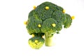 Broccoli tree Royalty Free Stock Photo