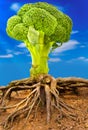 Broccoli tree Royalty Free Stock Photo