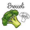 Broccoli vector drawing icon.