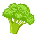 Broccoli vector.Fresh broccoli illustration