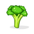 Broccoli. Vector illustration. on white background. Fresh Vegetable. Vegetarian food