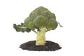 Broccoli vegetable and black sesame isolated Royalty Free Stock Photo