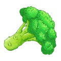 Broccoli Vegetable Colored Detailed Illustration