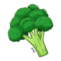 Broccoli Vegetable Hand Drawing