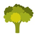 Broccoli vegetable icon